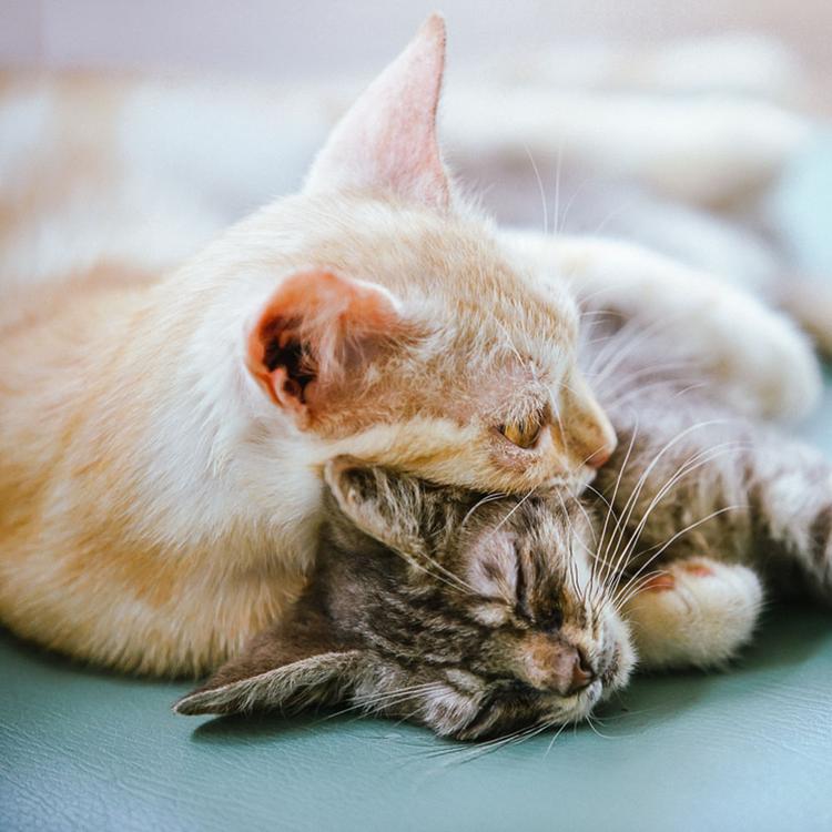 Which Cats Get Adopted Less? Learn How You Can Help