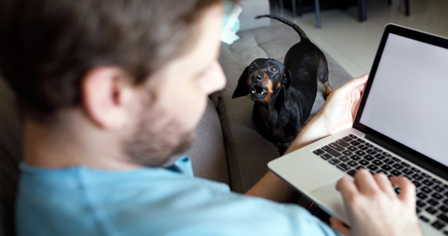 Why Is My Dog Barking For No Reason?