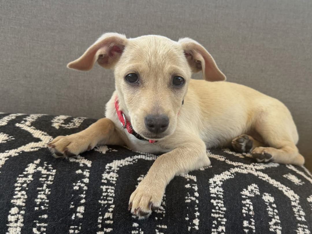 small tan adoptable puppy in san diego