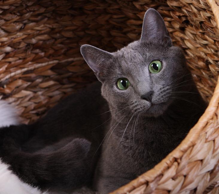 Are Russian Blue cats good with other cats?