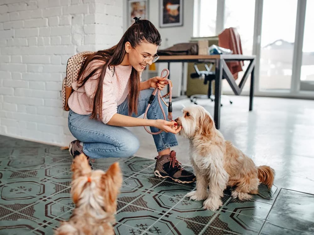 person with two terrier mix dogs