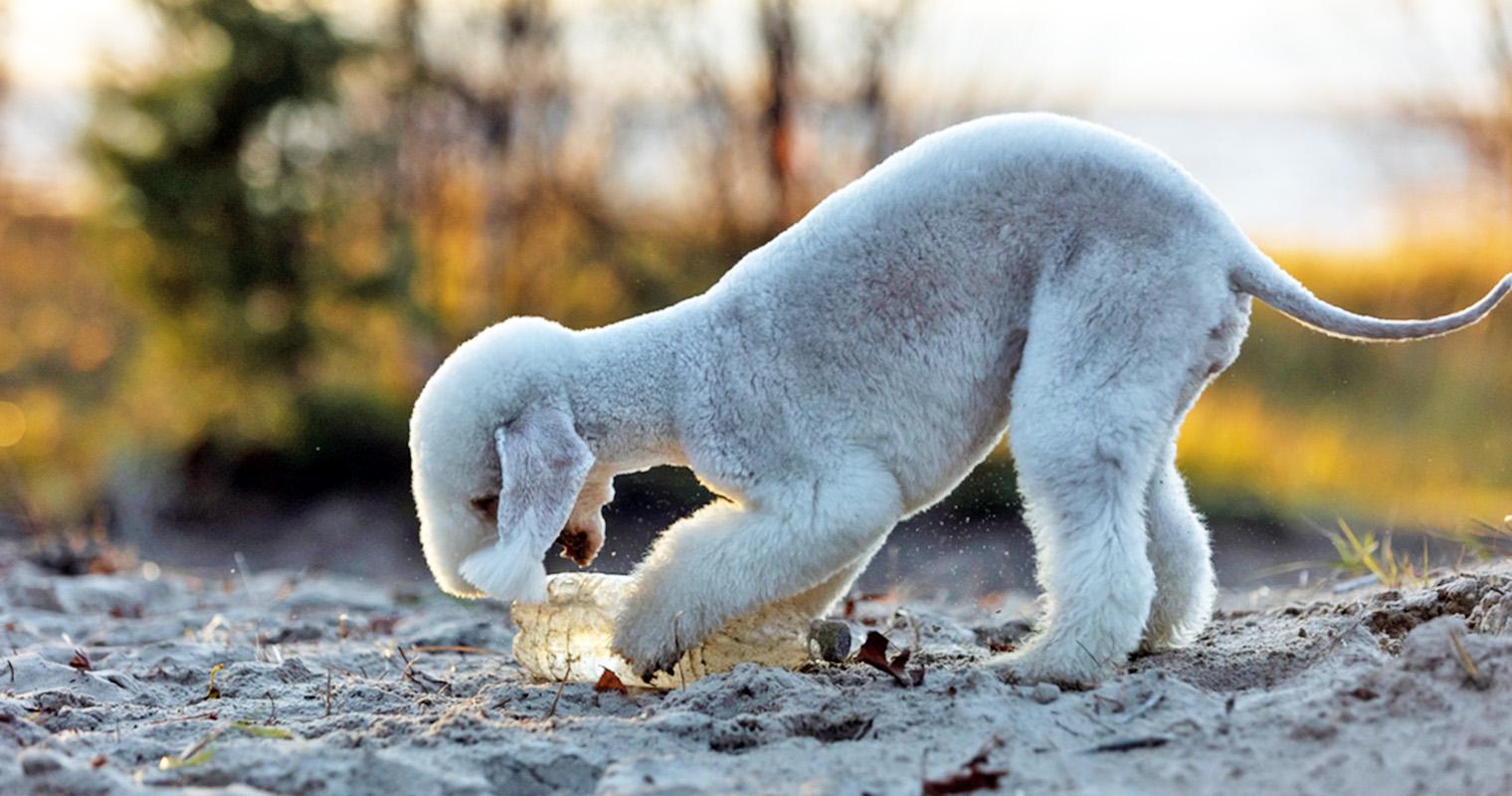 How to Stop Your Dog from Digging Holes