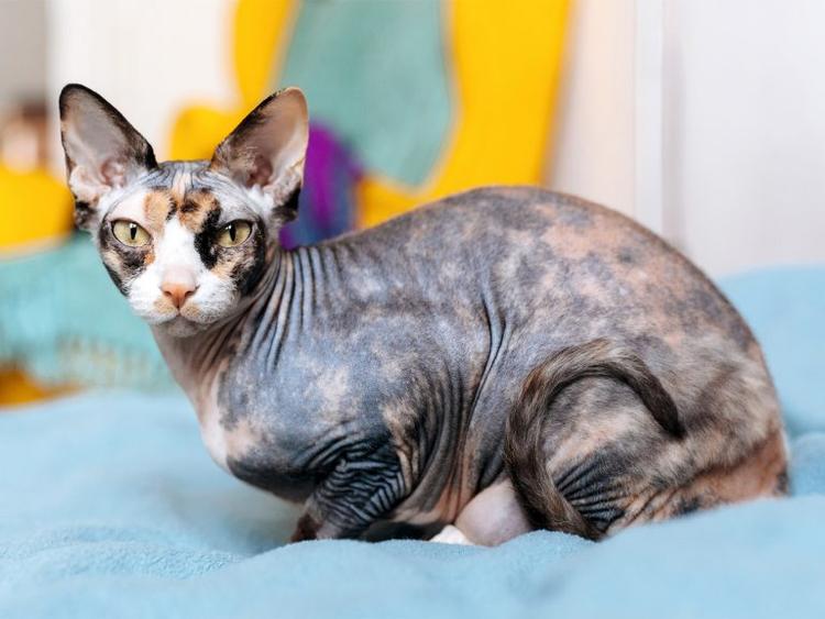 Naked Cats: 10 Hairless Cat Breeds