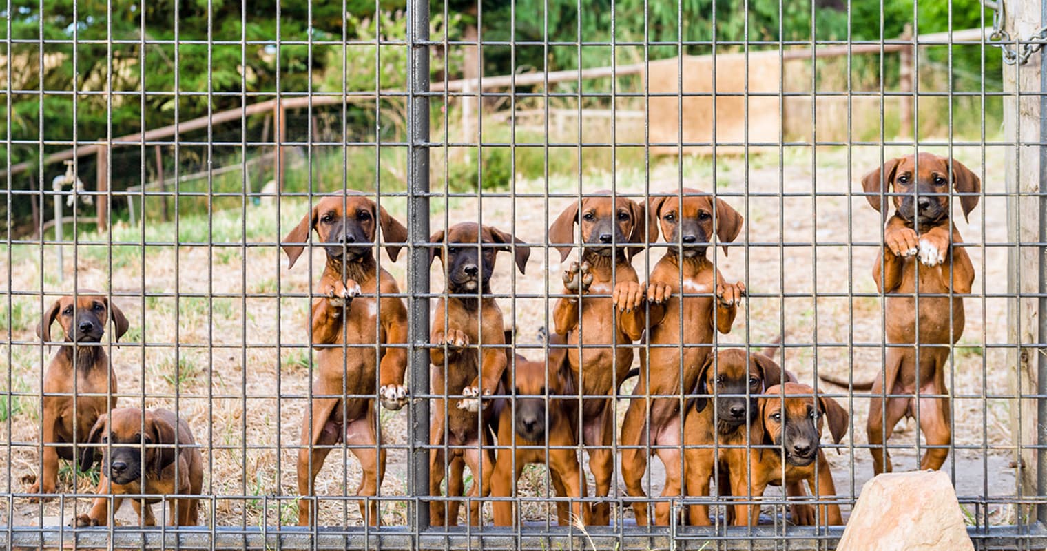 Puppy Mills: What You Need to Know