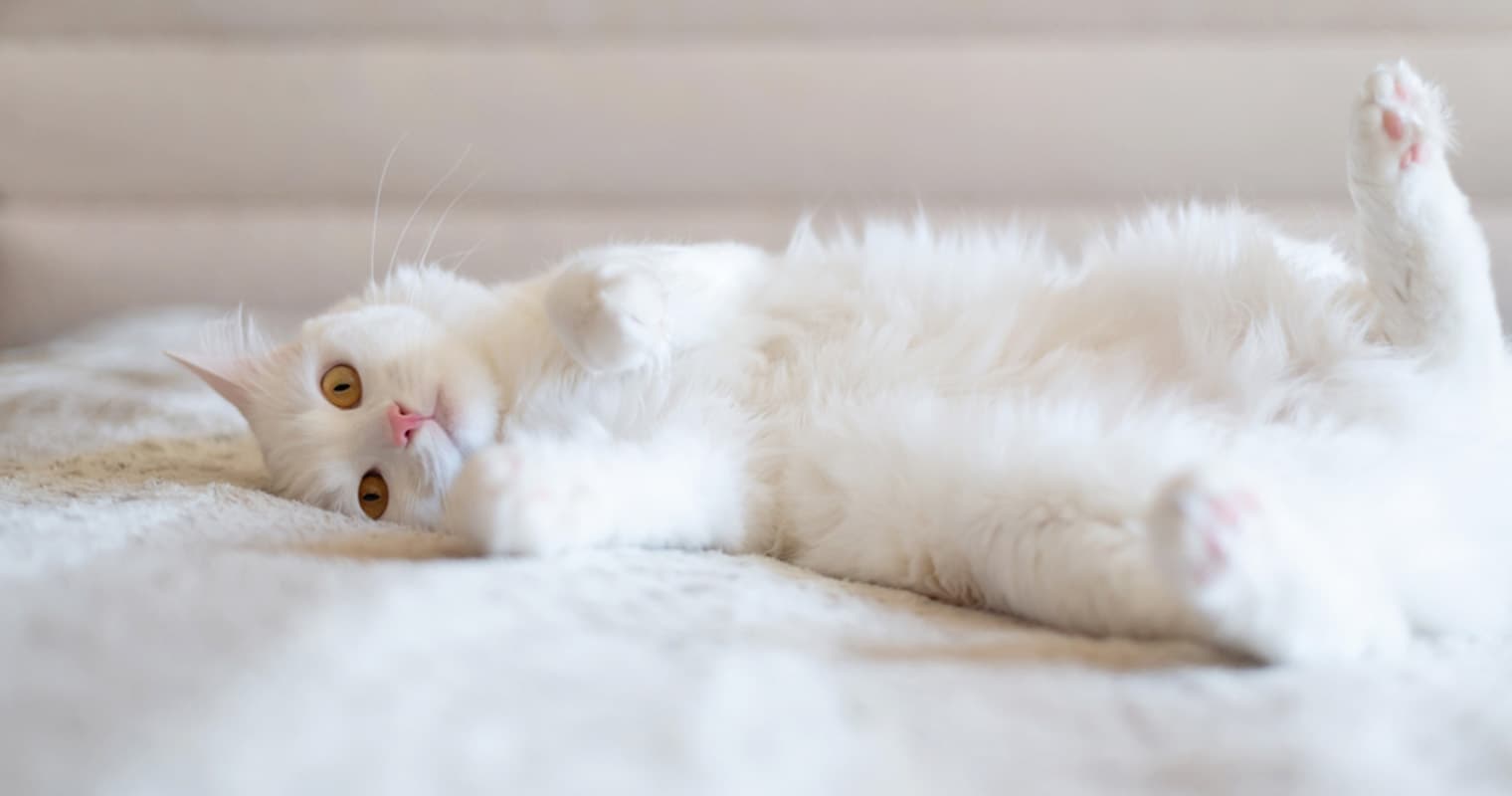 How to Pick a Name for a White Cat