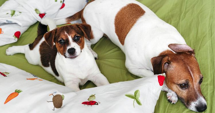 Adopting a Puppy vs. An Older Dog: Pros and Cons
