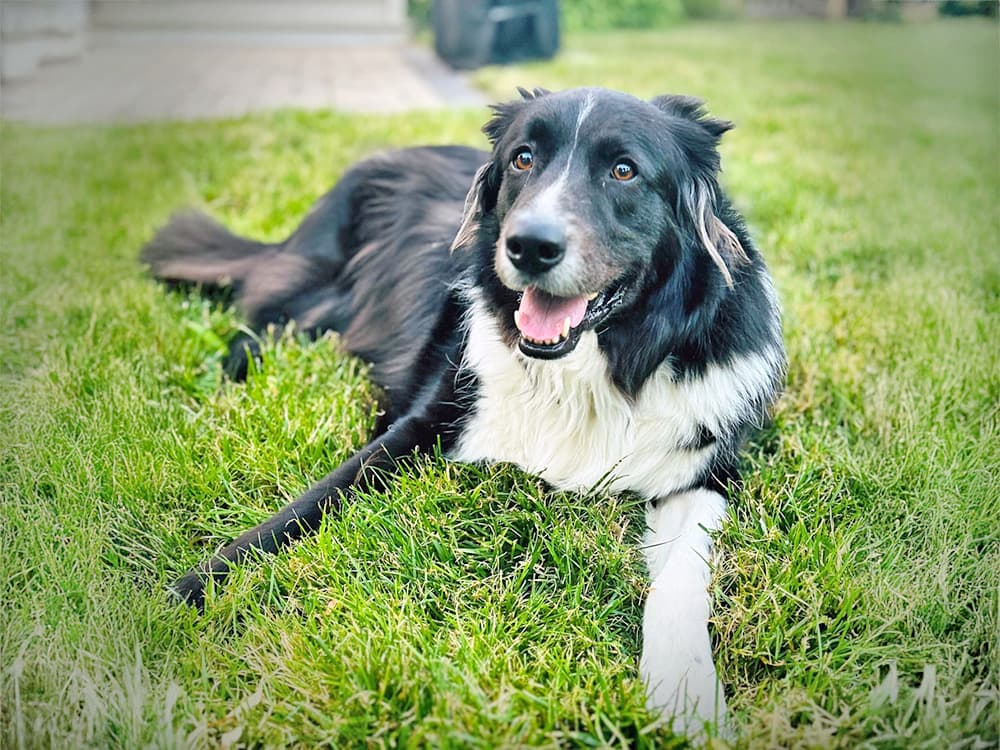 border collie aussie mix