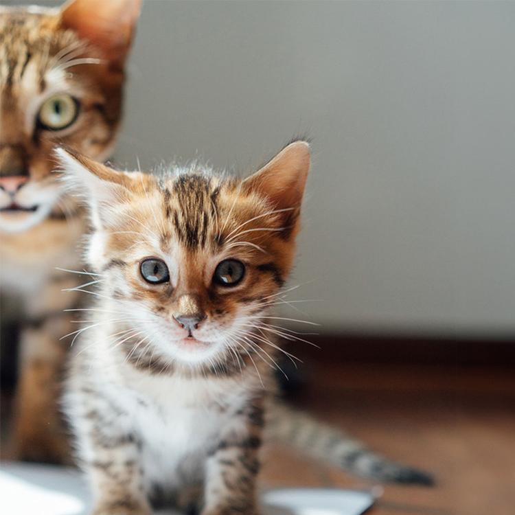 Kitten vs. Cat: Should I Get a Kitten Or a Cat?