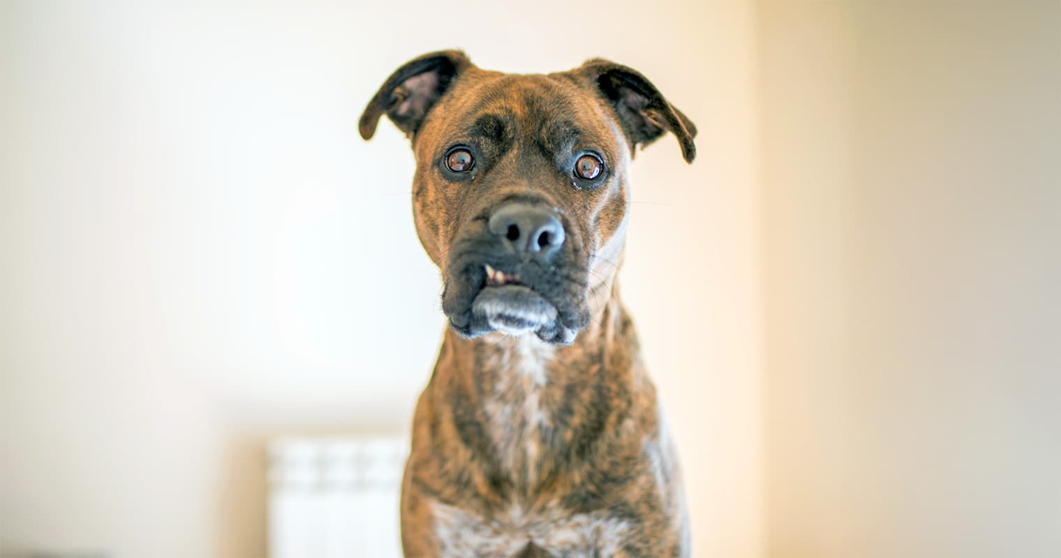 Why You Should Consider Adopting a Boxer Mix
