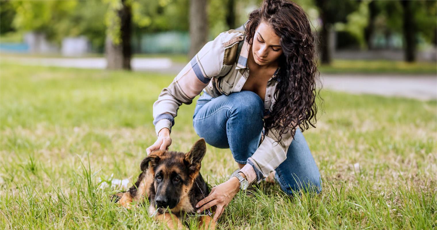 Stray Pets: What to do if You Find a Stray Pet