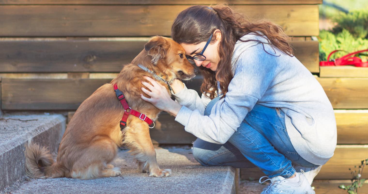 How Do I Rehome My Dog?