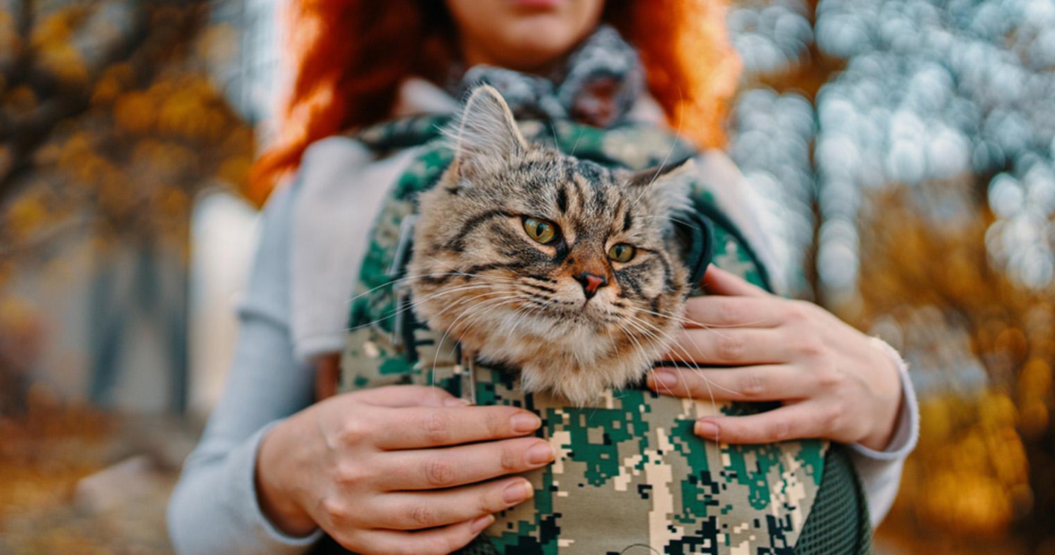 Does Kriser’s Take Cats?