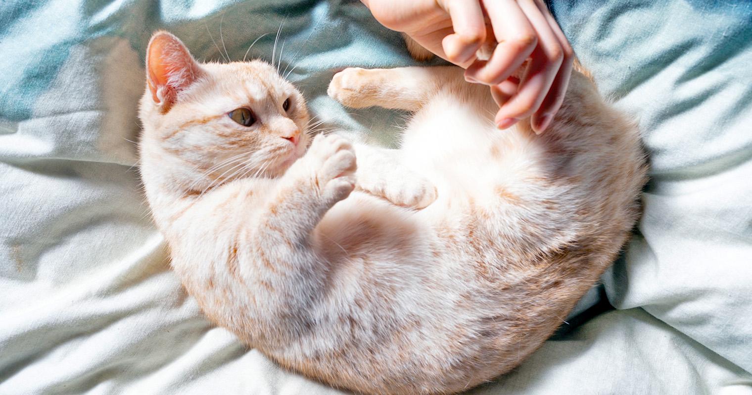 Adopting a Cat with Dwarfism