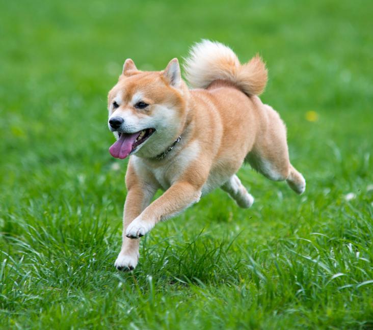 What are Shiba Inus known for?
