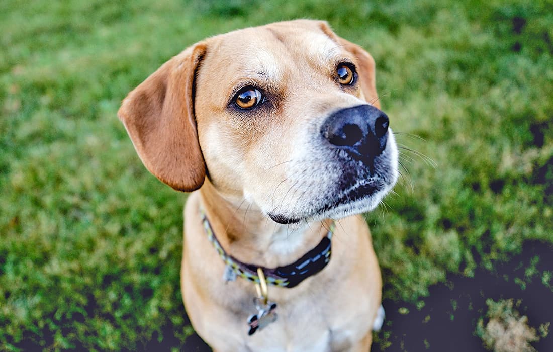 Labrador and Pitbull mixed breed dog sitting outside in the grass.