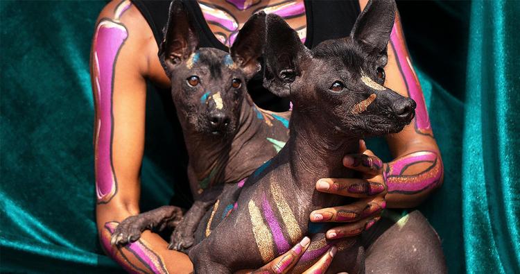 Hairless Dog Breeds That Make the Best Lap-Dogs