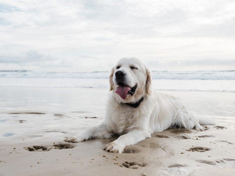 white Golden Retrievers
