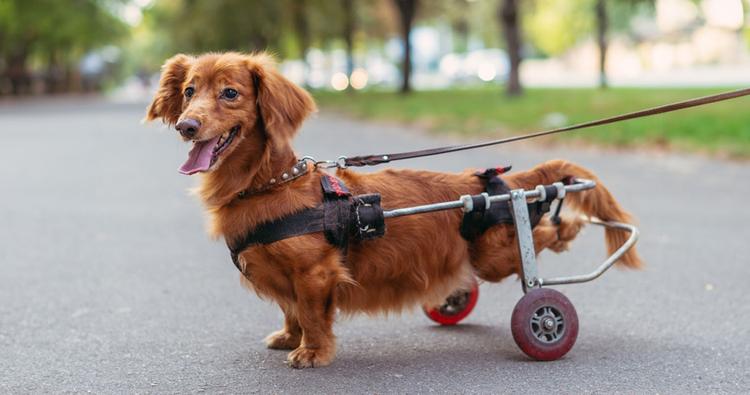 Adopting a Dog with Special Needs? Pros & Cons