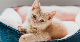 Complete New Kitten Checklist: Essential Tips for Adopting a Kitten