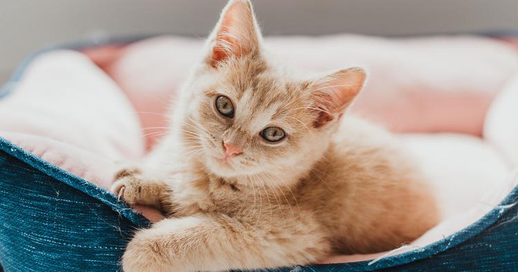 Complete New Kitten Checklist: Essential Tips, Planning, and Must-Haves for Adopting a Kitten