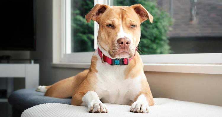 How Much Does It Cost to Surrender a Pit Bull?