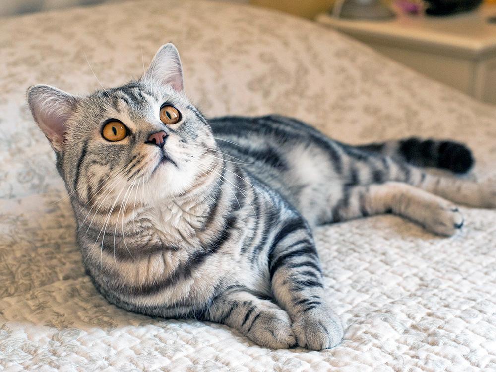 striped gray and white american shorthair