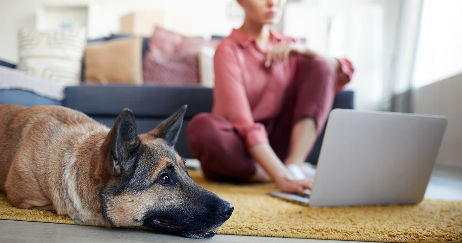 How Do I Find a Good Home for My German Shepherd?