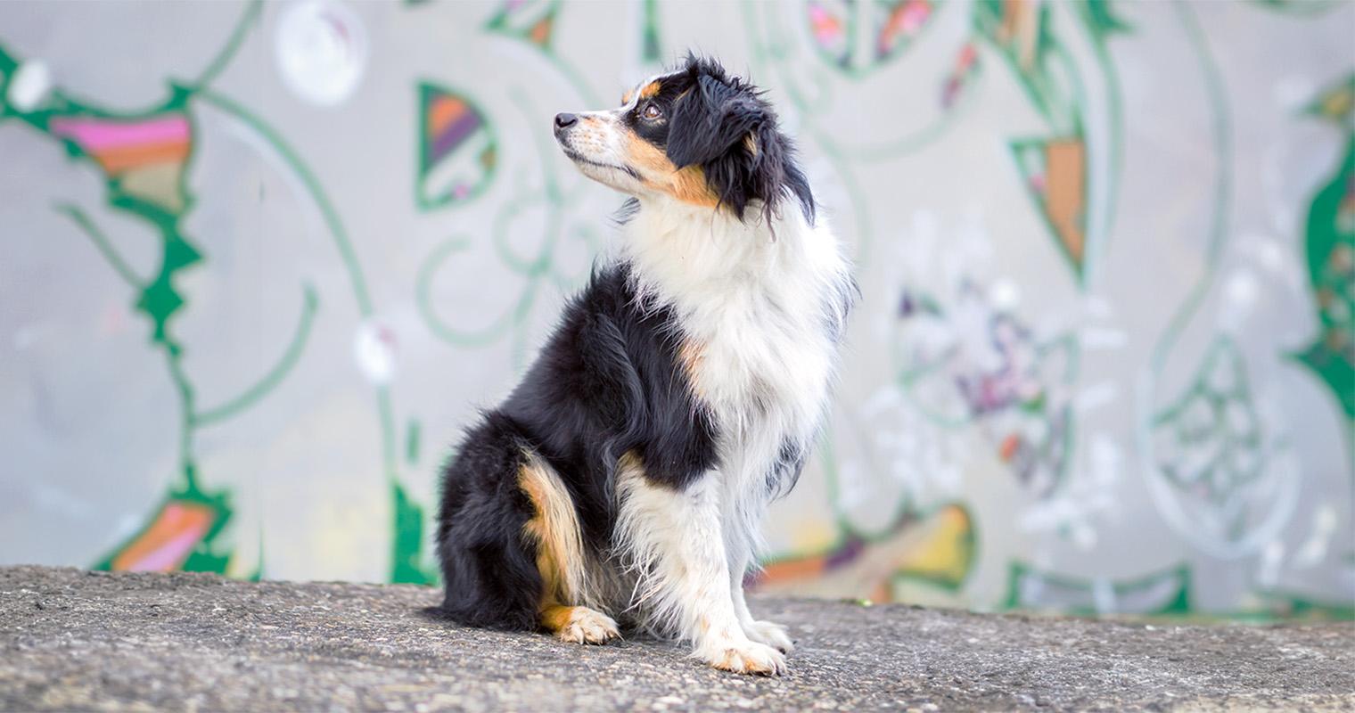 Mini Australian Shepherd: What to Know Before Adopting This Herding Breed