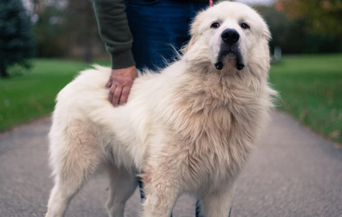 How Much Does It Cost to Surrender a Great Pyrenees?