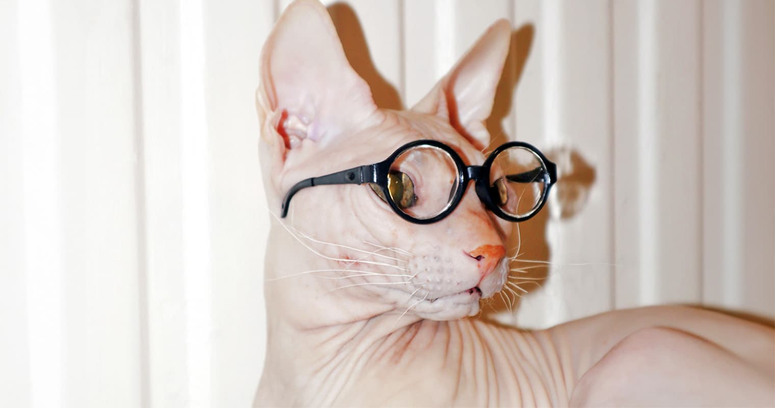 200+ Nerdy Names for Your Newly Adopted Cat