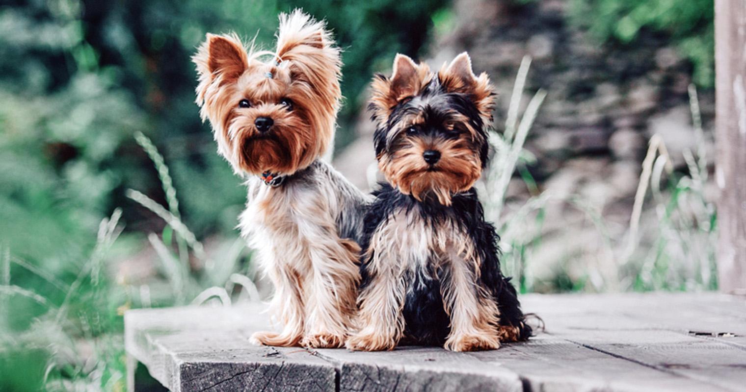 What is the Fastest Way to Rehome a Yorkie?