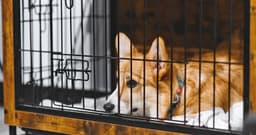 How to Get a Dog to Stop Barking in a Crate