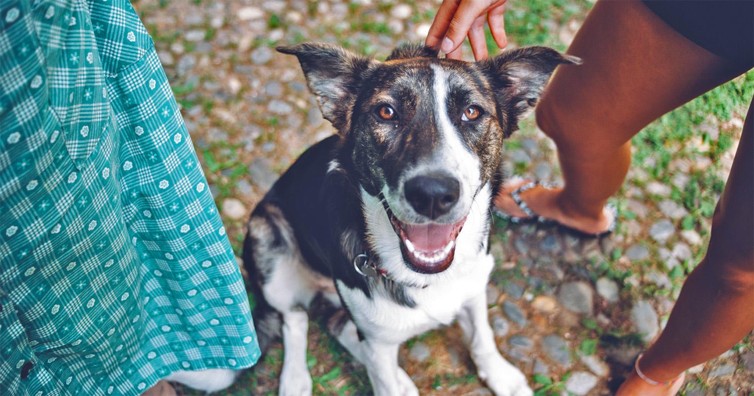 Shelter Dogs: How to Adopt a Dog From a Shelter