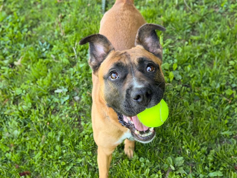 boxer mix, german shepherd mix