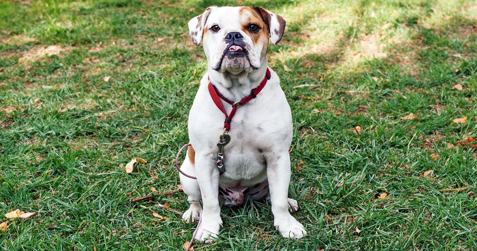 200+ Names for Your New Bulldog