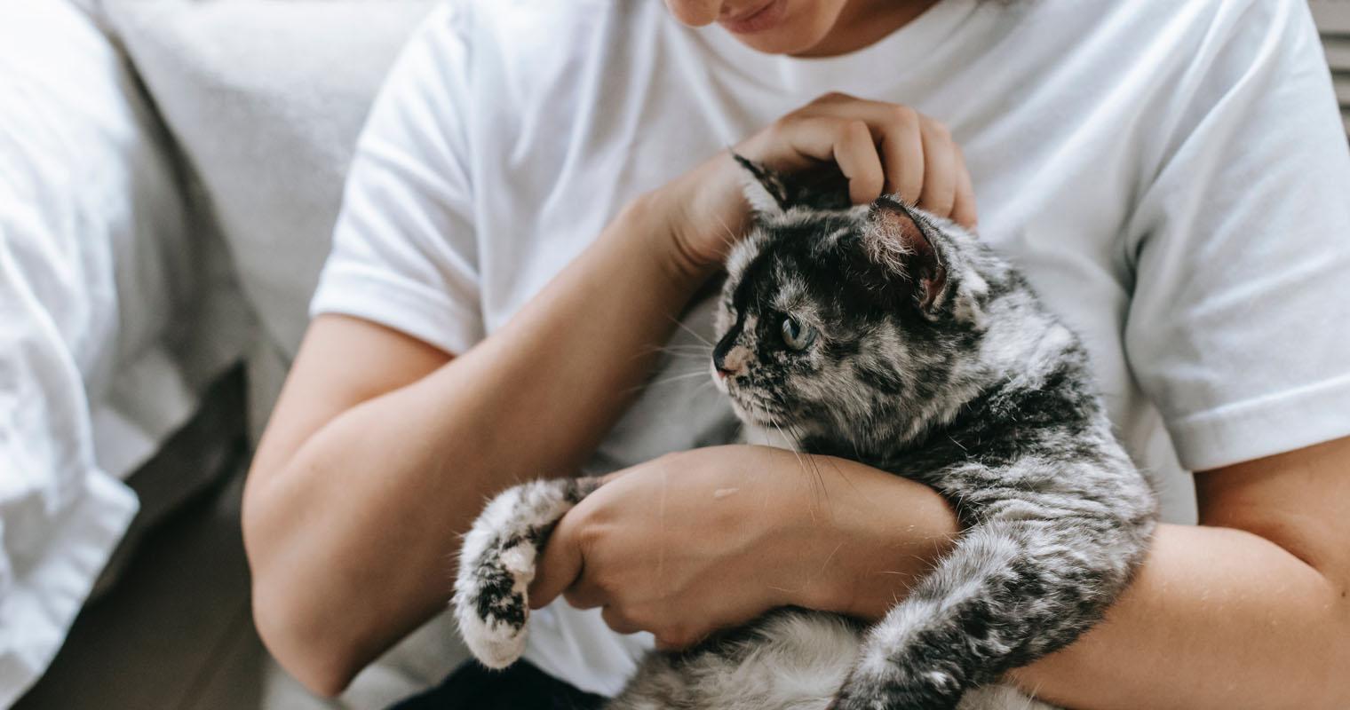 How to Adopt a Cat: The Official Cat Parents Guide