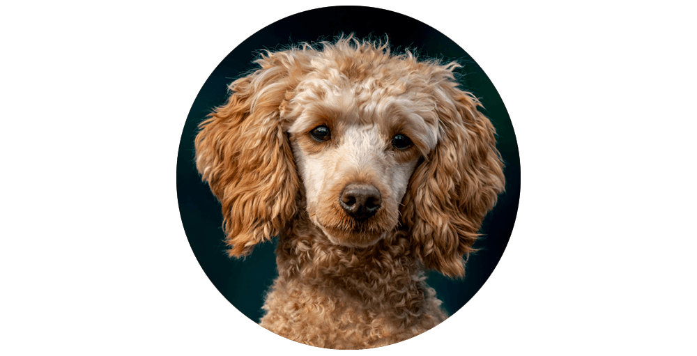 toy poodle in circle