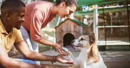 Pet Adoption: How To Find A Pet Rescue?