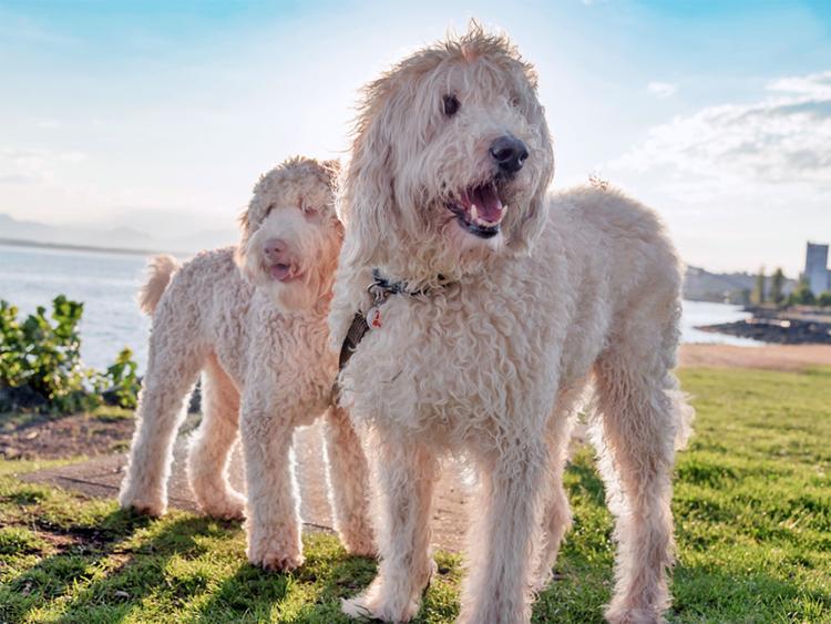 Labradoodle vs. Goldendoodle: Breaking Down Breed Differences