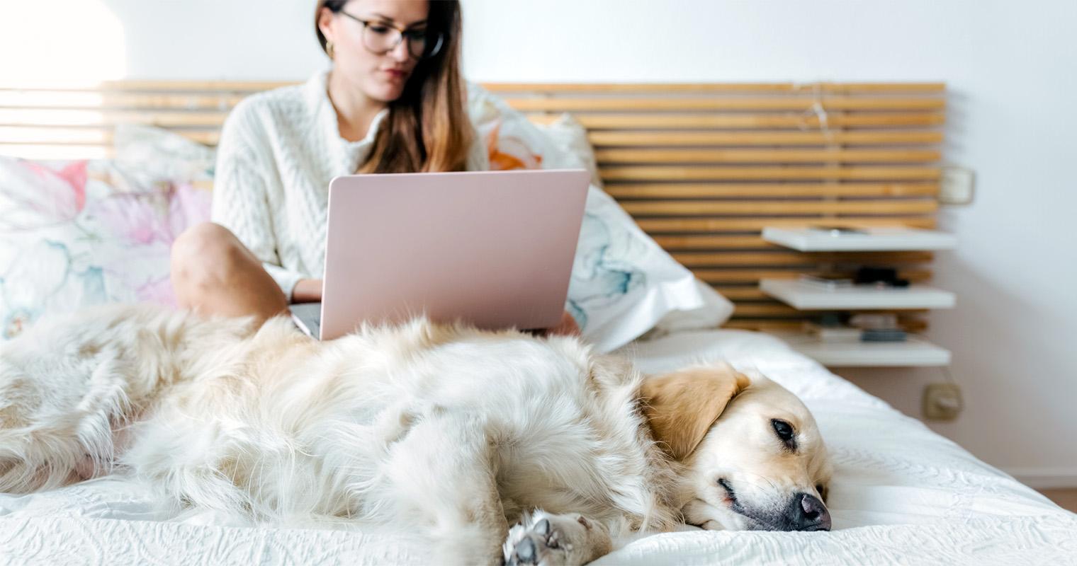 Where Can I Put a Labrador Retriever Up for Adoption?