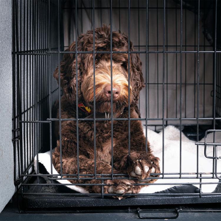 How to Crate Train Your Puppy or Dog