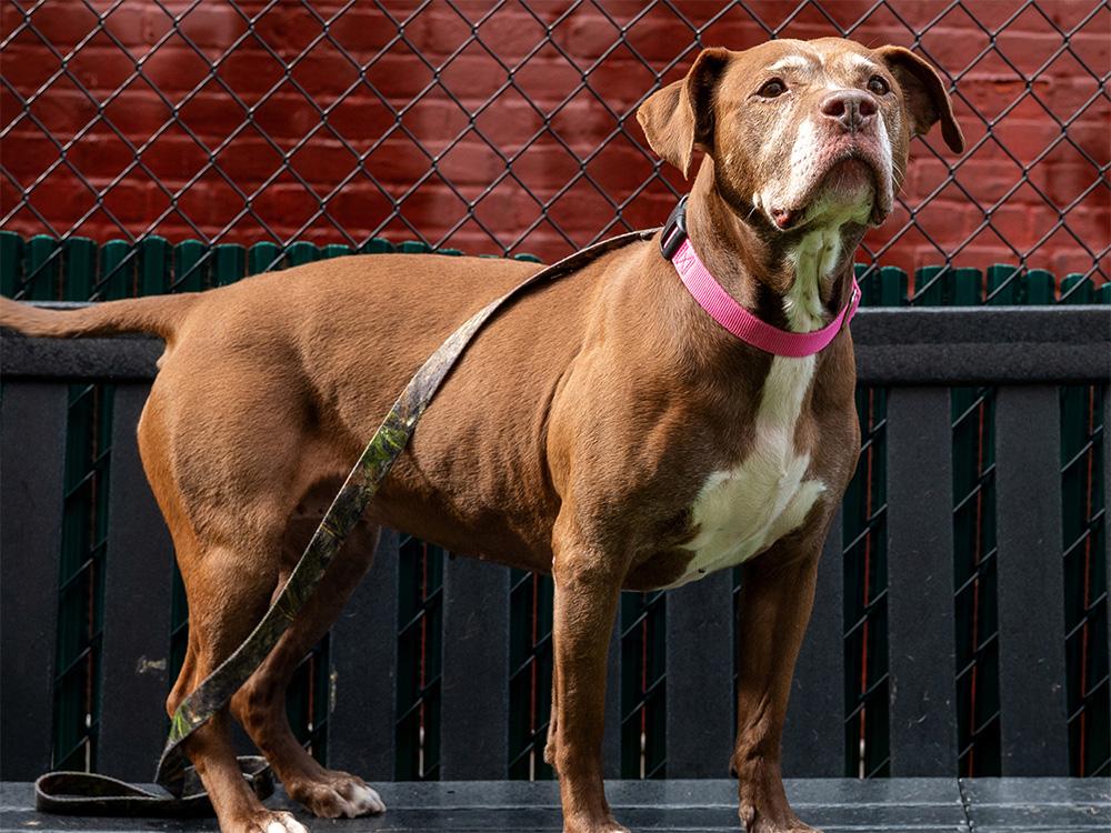 New York Animal Shelters Need Your Help
