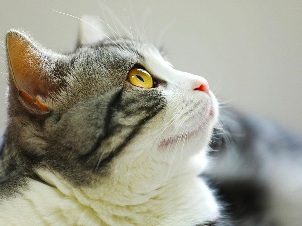 Cat looking up