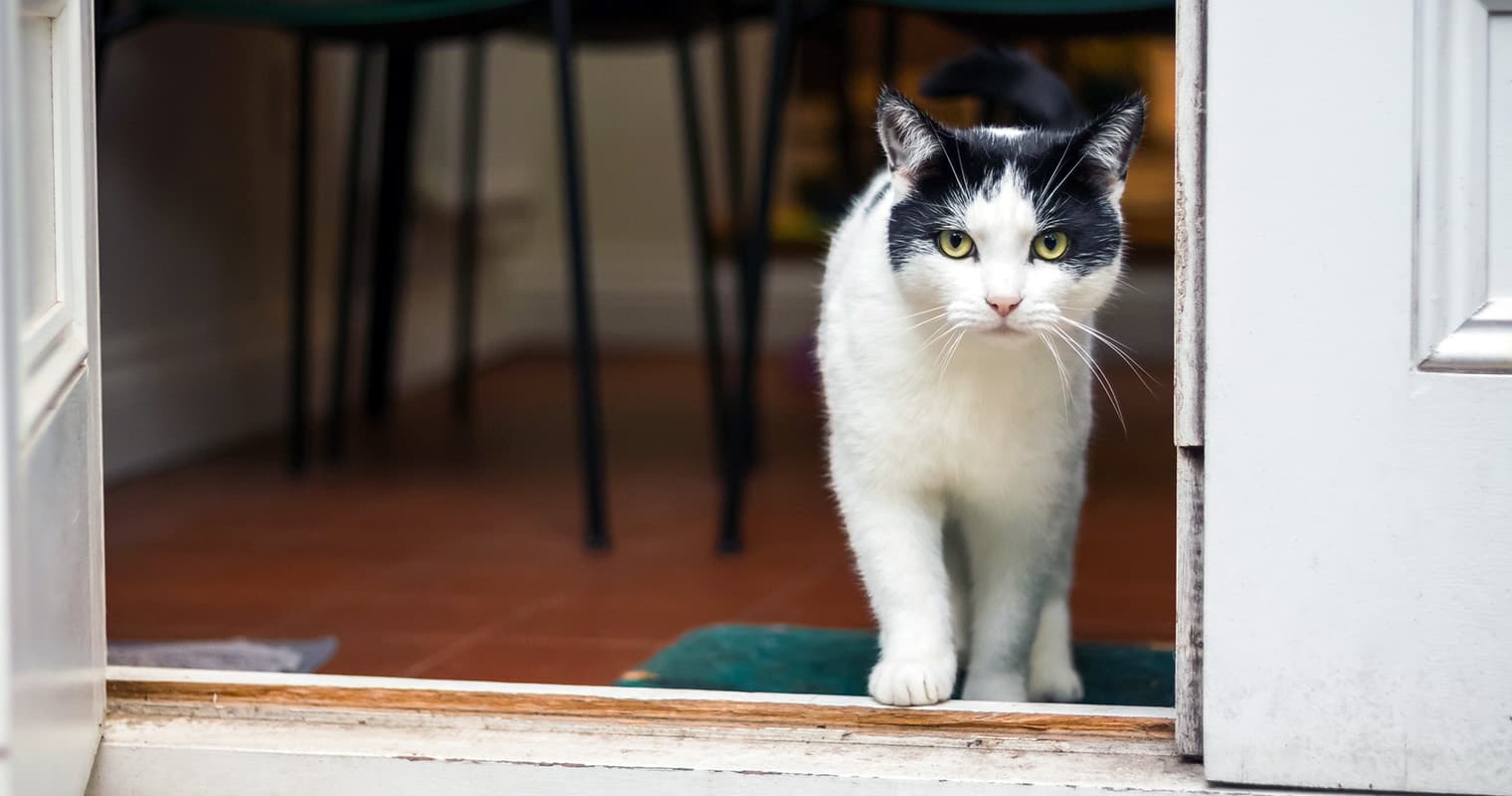 How Do I Stop My Indoor Cat From Escaping?