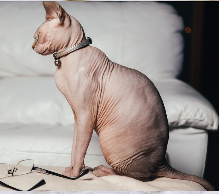What were Sphynx cats bred for?