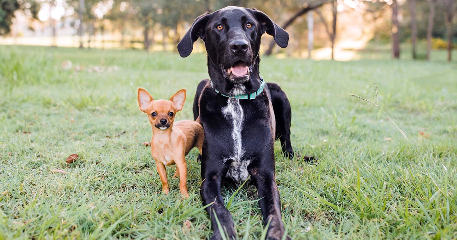 Do Small Dogs Live Longer Than Large Dogs?