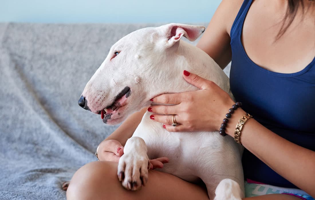 How Do I Give Up My Bull Terrier?