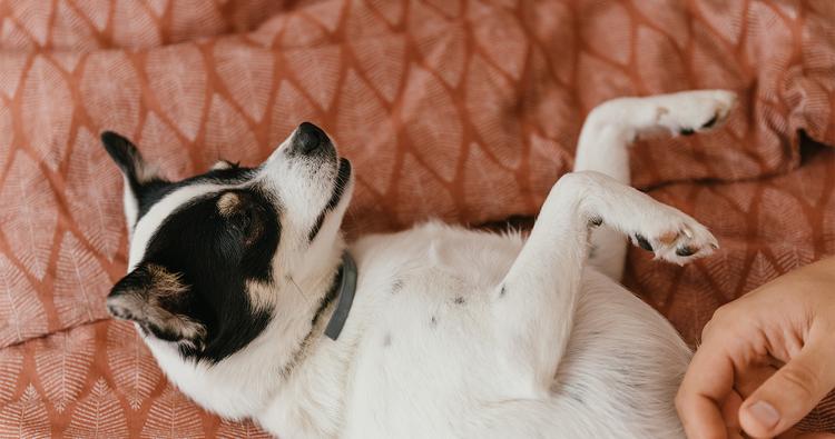 How Can I Calm My Dog’s Anxiety Naturally?