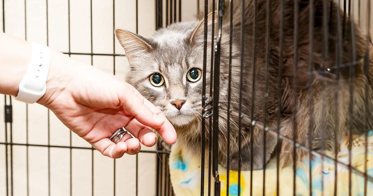 Questions To Ask When Adopting A Cat From A Shelter