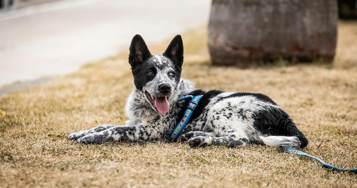 What is the best way to rehome an Australian Cattle Dog?